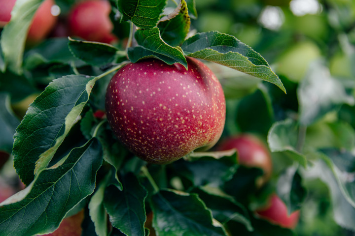 Pureyou Photography Appelenpluk 18